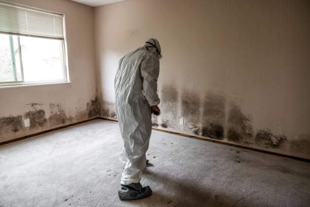 Mold Remediation for Rental Properties in Youngstown, NY